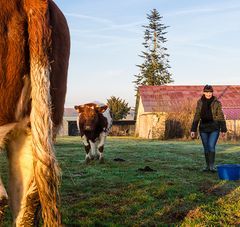 agricultrice dans un champ avec 2 vaches par beau temps